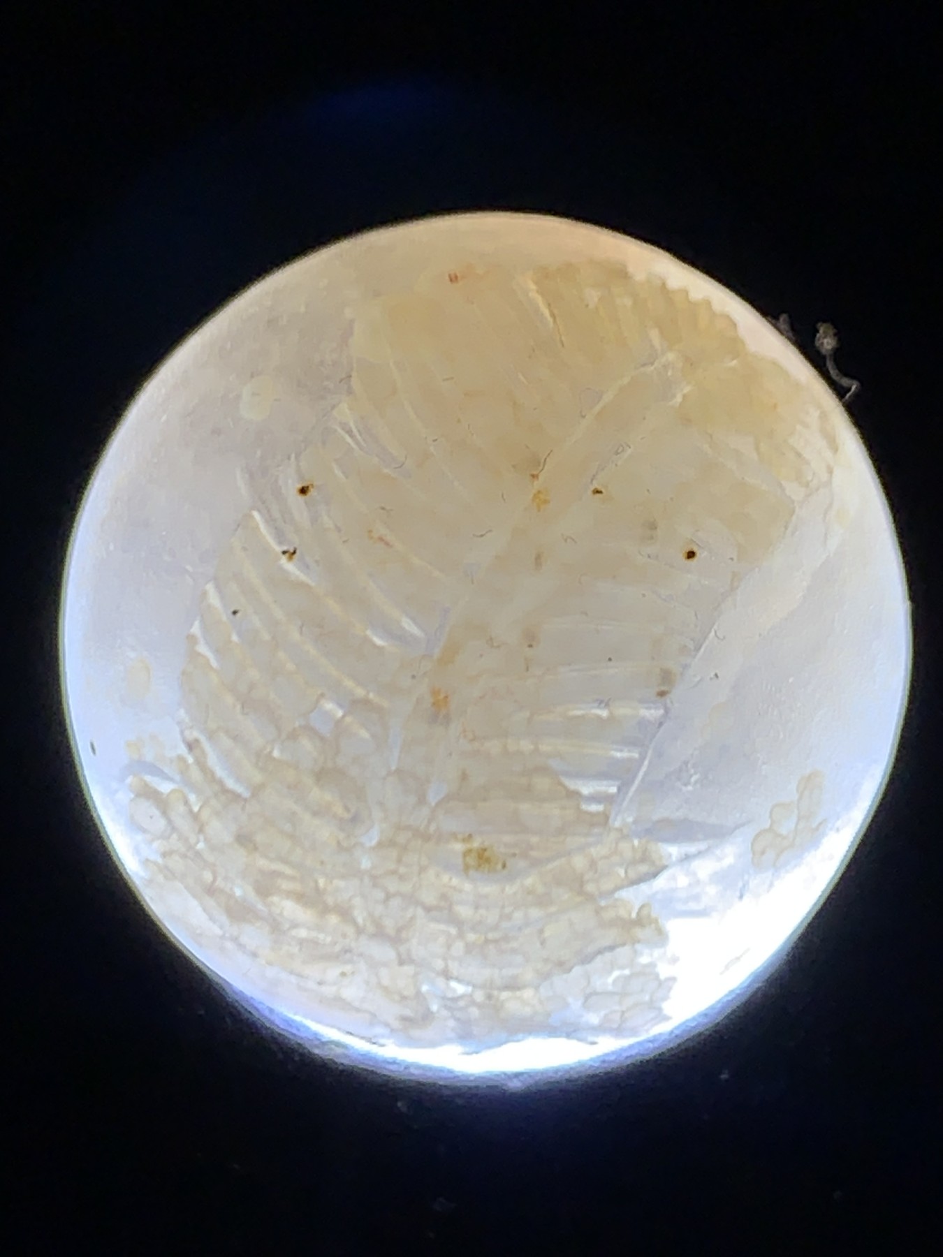 精美亚光冰飘原皮战国红玛瑙手工雕刻雪羽珠一颗！