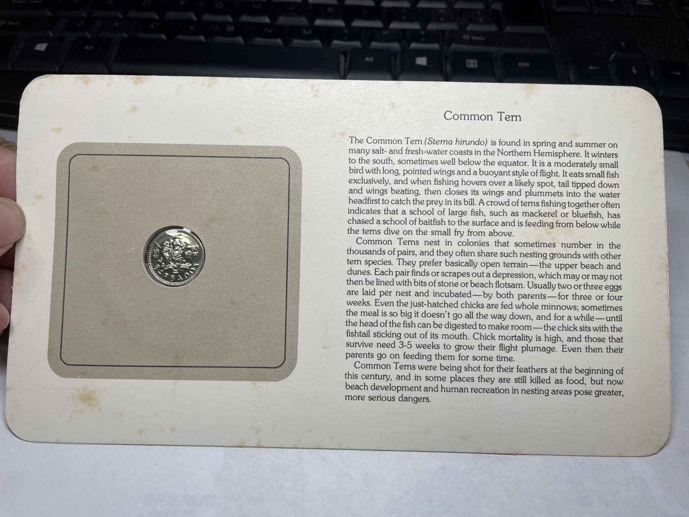 2024年集古藏今外币拍卖第三期-第1场—硬币上的鸟类专场（总第21拍） 1980年巴巴多斯10分—燕鸥