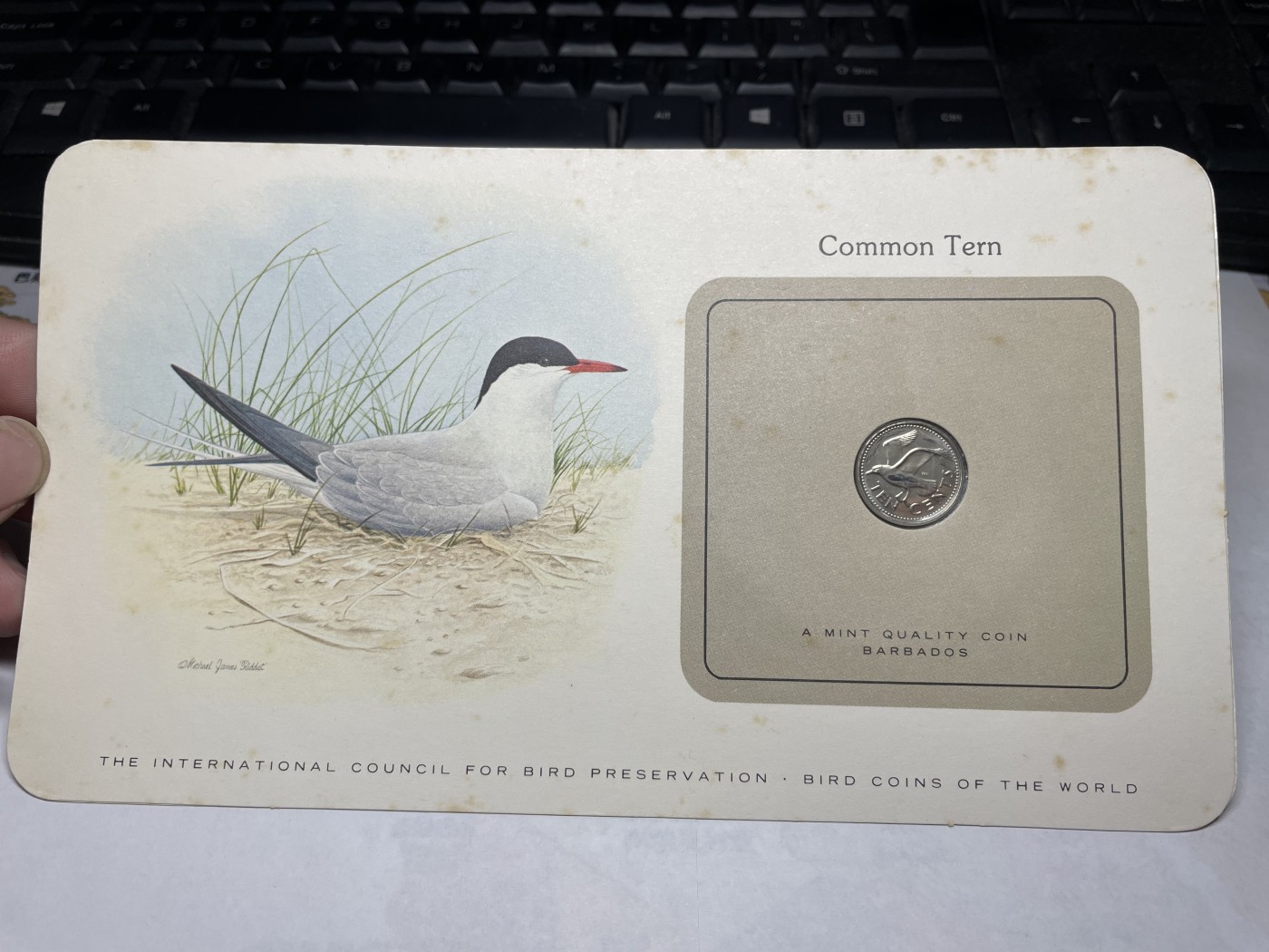 2024年集古藏今外币拍卖第三期-第1场—硬币上的鸟类专场（总第21拍） 1980年巴巴多斯10分—燕鸥