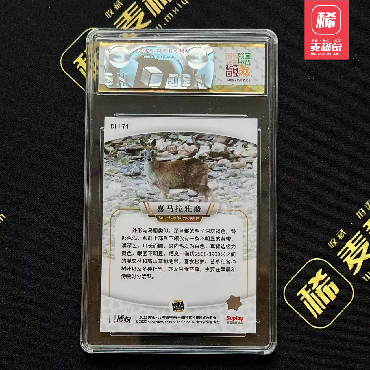 【第四届】中福卡博会专场限时拍卖 【卡卡沃】喜马拉雅麝 JBH评级 10
