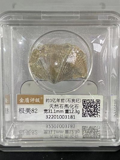 天然石燕化石 - 天然石燕化石