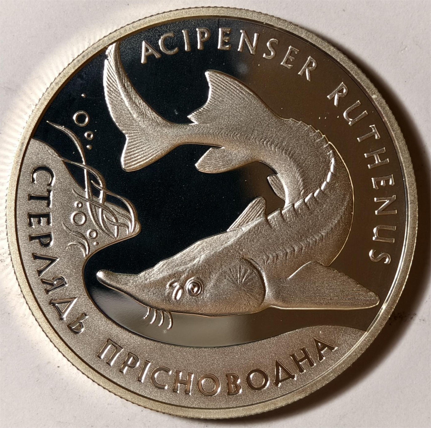 紫瑗钱币——第338期拍卖 乌克兰 2012年 小体鲟鱼 10格里芬 33.63克 0.925银 精制