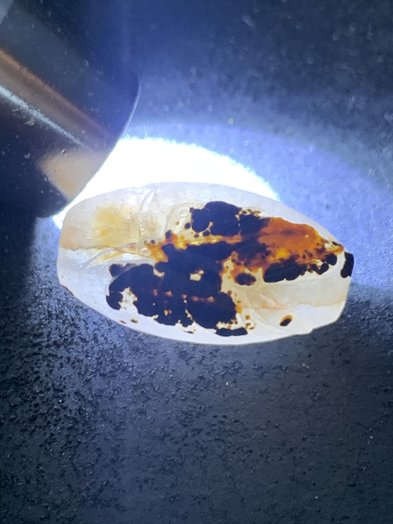 精美冰飘亚光糖心战国红玛瑙巧雕蝴蝶桶珠一个，