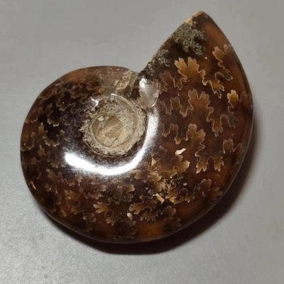 七河出品-钱币杂件小拍 - 菊石化石