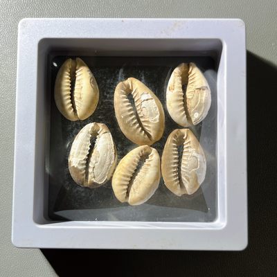 第240427期，18:30 古币精品专场 千万别错过 - 玩钱币怎么能少了贝币