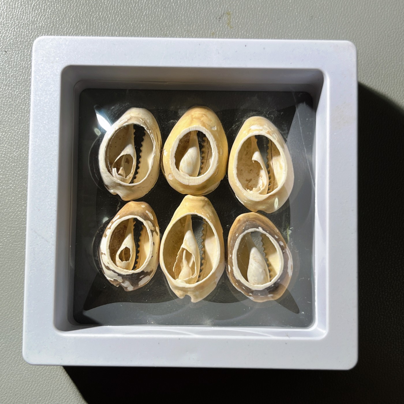 第240427期，18:30 古币精品专场 千万别错过 精选古贝一盒 玩钱币没有钱币之祖怎么行