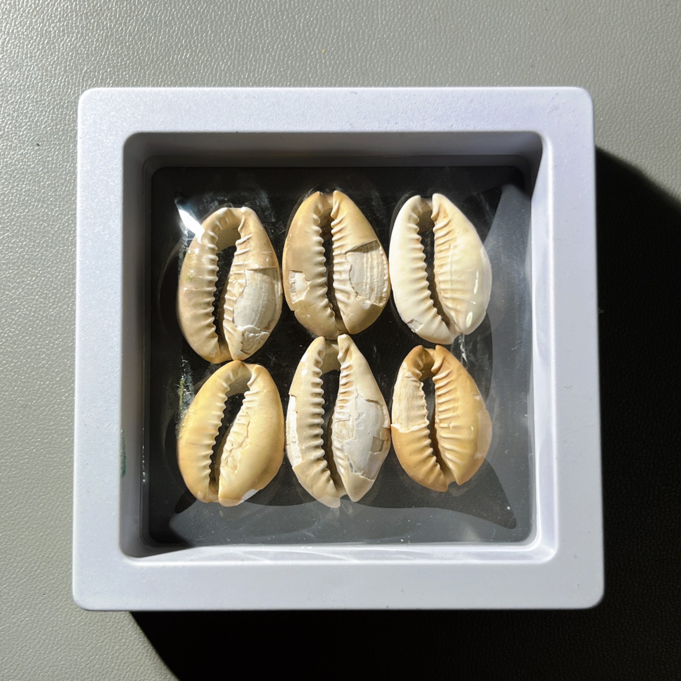 第240427期，18:30 古币精品专场 千万别错过 精选古贝一盒 玩钱币没有钱币之祖怎么行