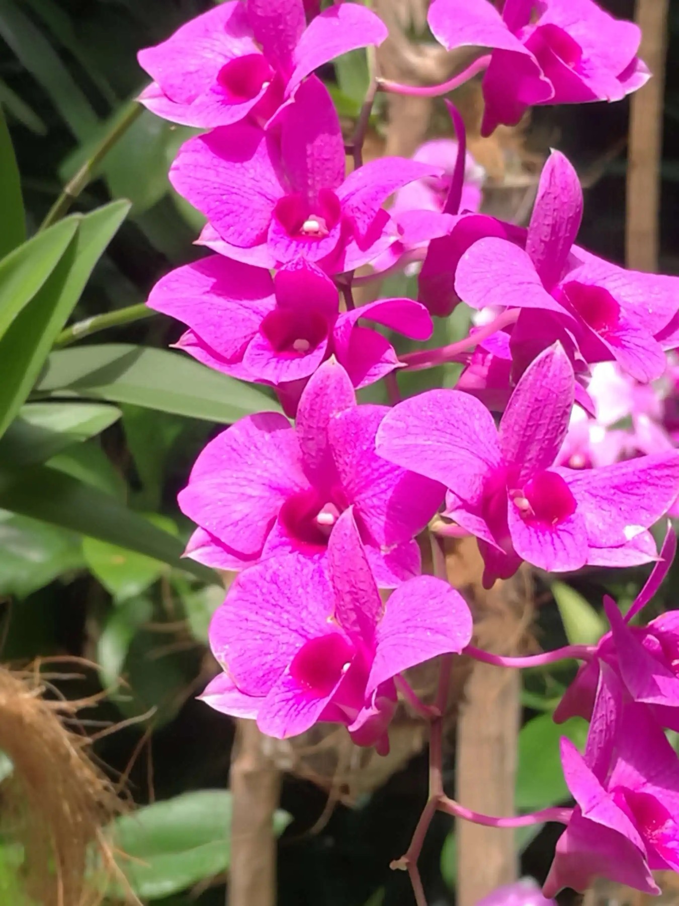 【Blue Auction】✨世界纸币精拍第470期【精】   【A/1首发冠 升值品种】新加坡 首套 花版 1972年500元 高值少见 PMG35 票面白净状态非常好 适合自藏 绝美国花胡姬花 背面系新加坡位于St.Andrew's街道的政府大楼 