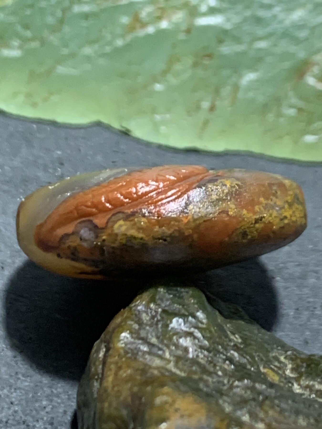 精美亚光高润度冻料草花纹战国红玛瑙手工俏色巧雕鲤鱼出水板珠（背云）一个