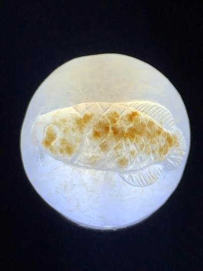 精美满冰飘亚光战国红玛瑙手工巧雕龙鱼随形圆珠一个 精美满冰飘亚光战国红玛瑙手工巧雕龙鱼随形圆珠一个