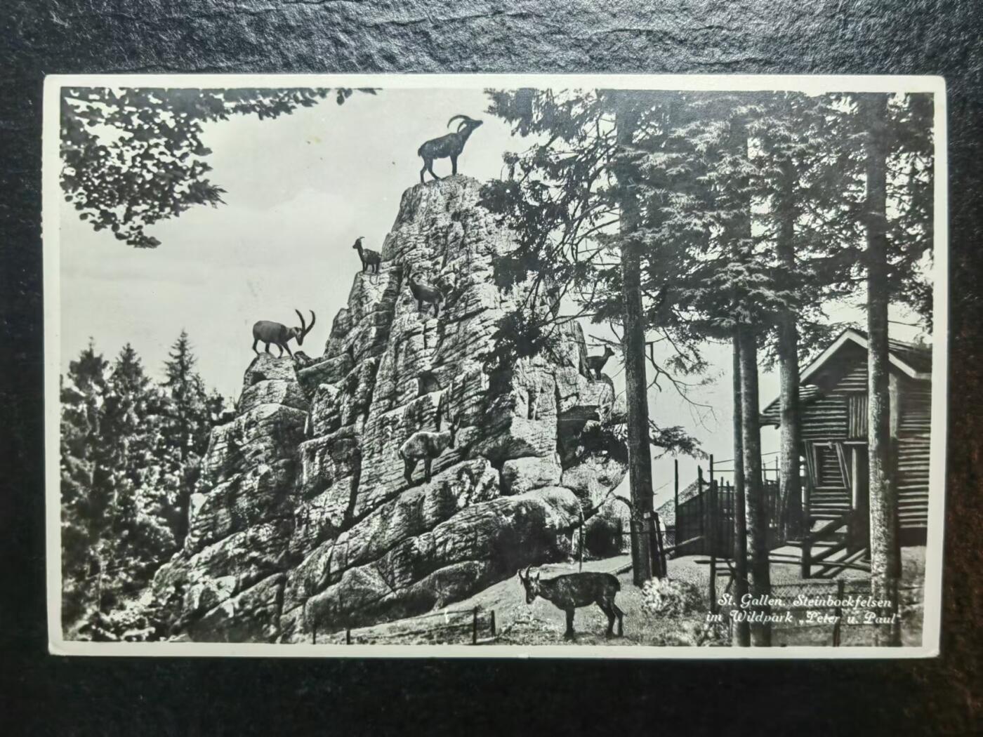 外国邮品💰🌞💰（拍卖）精品🔭专场🌟 古典明信片-山羊-实寄