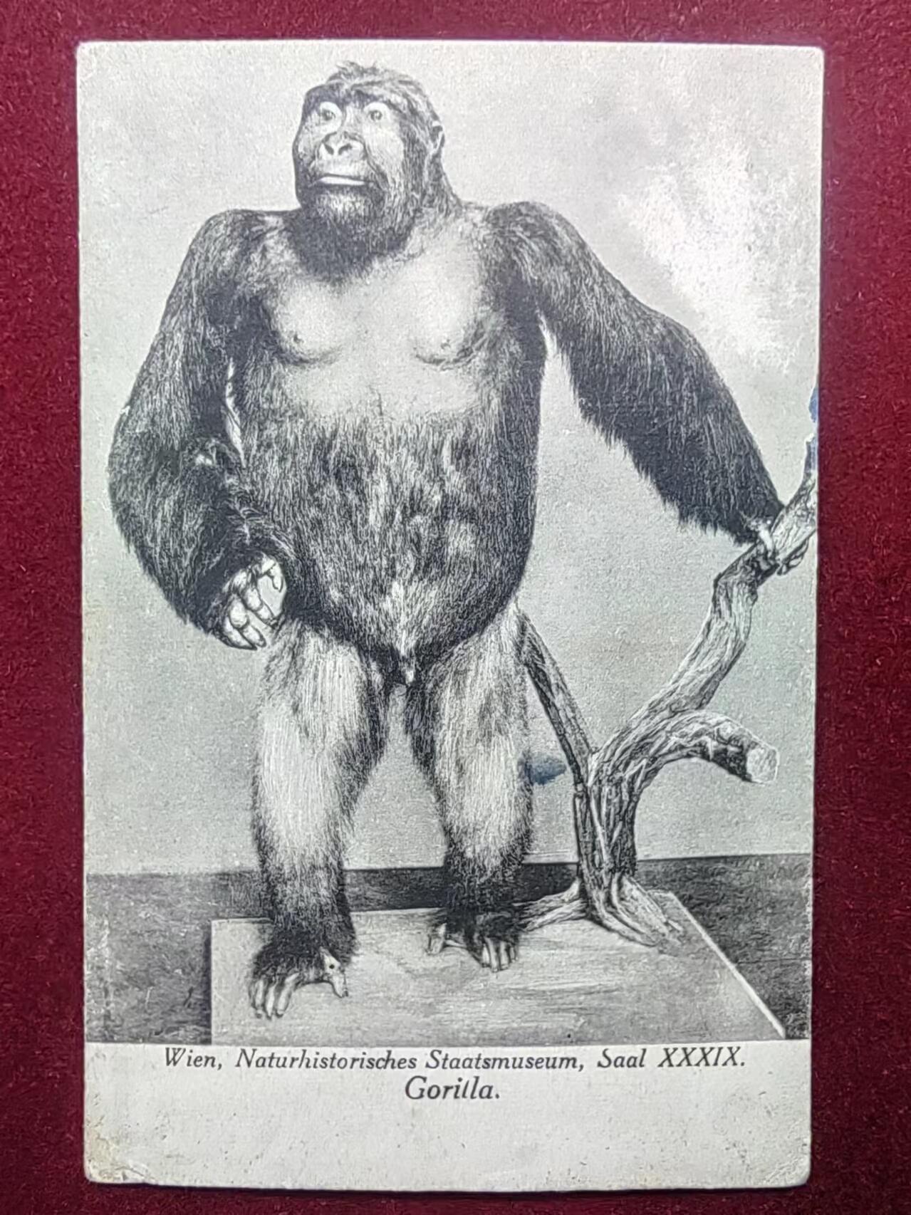 联合阁邮币社™ ——“古典明信片专场” 维也纳自然博物馆