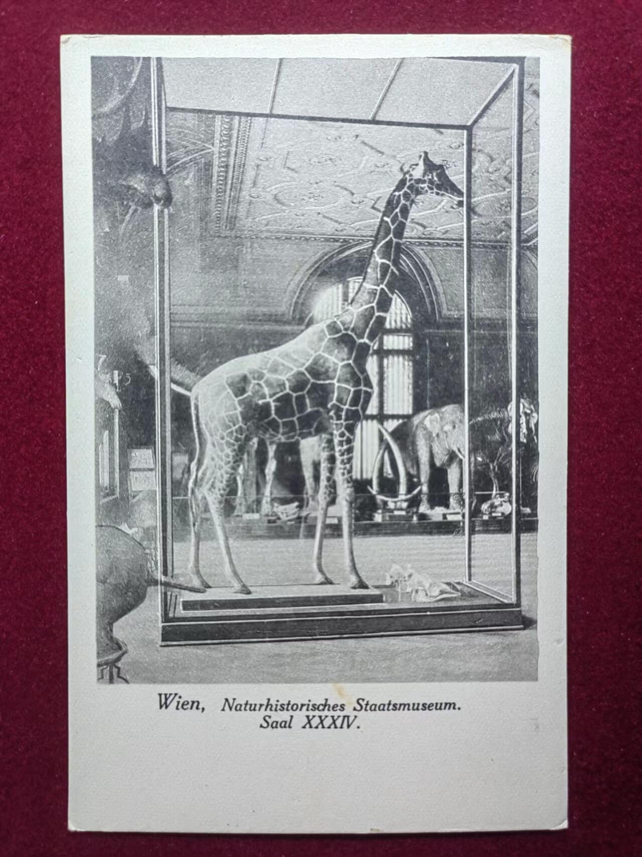 联合阁邮币社™ ——“古典明信片专场” 维也纳自然博物馆