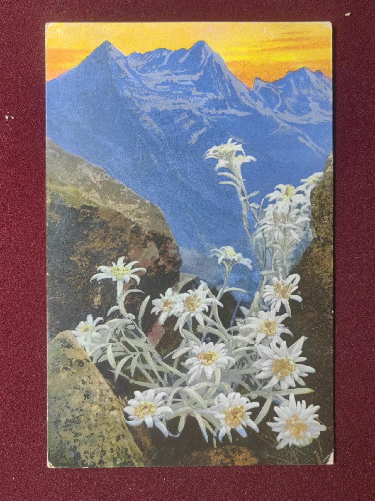联合阁邮币社™ ——“古典明信片专场（军事、风景、人物、绘画等）” 山崖开的花（军邮）