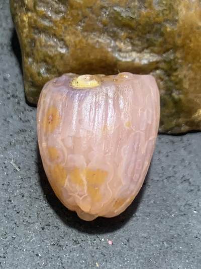 精美亚光冰飘 原皮战国红玛瑙手工雕刻莲蓬吊坠一个， 精美亚光冰飘 原皮战国红玛瑙手工雕刻莲蓬吊坠一个，