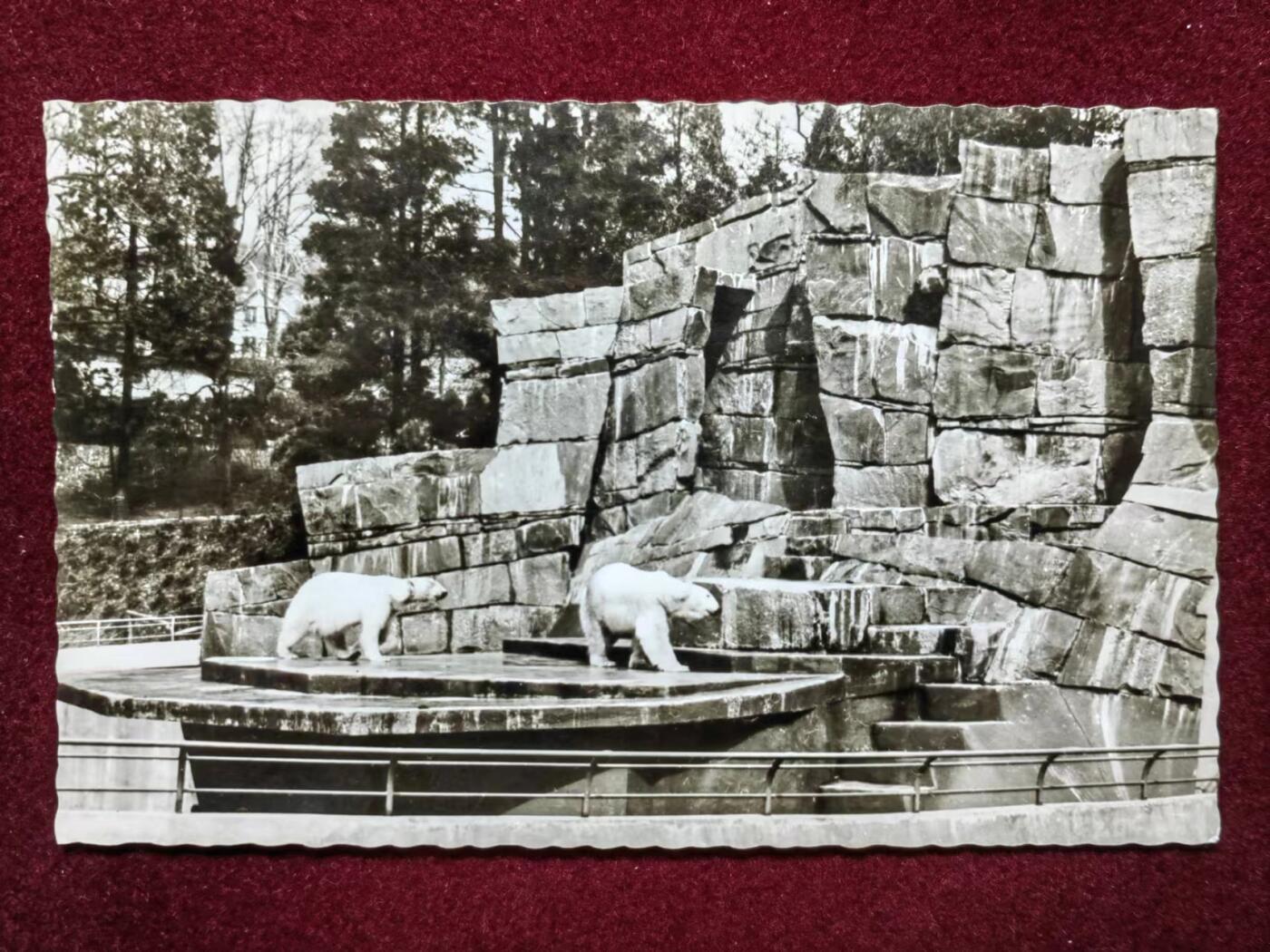 联合阁邮币社™ ——“明信片专场” 北极熊 