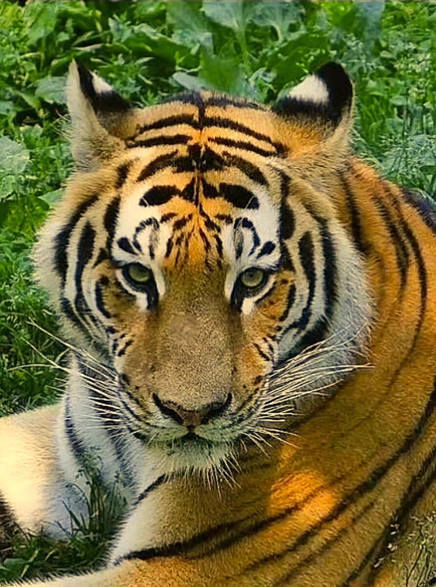 07月07日 世界币章 《朝鲜虎》精制纪念币 黄铜币 9.9品