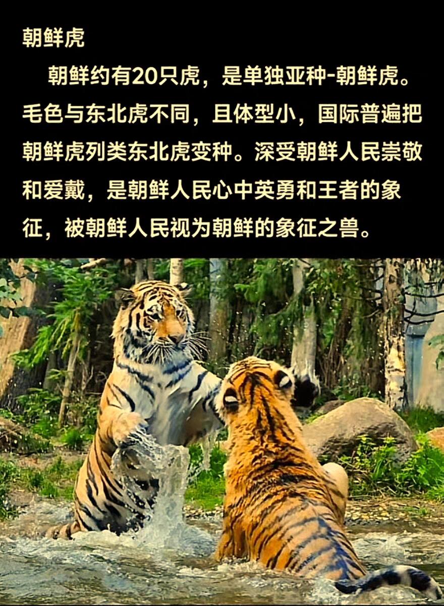 07月07日 世界币章 《朝鲜虎》精制纪念币 黄铜币 9.9品