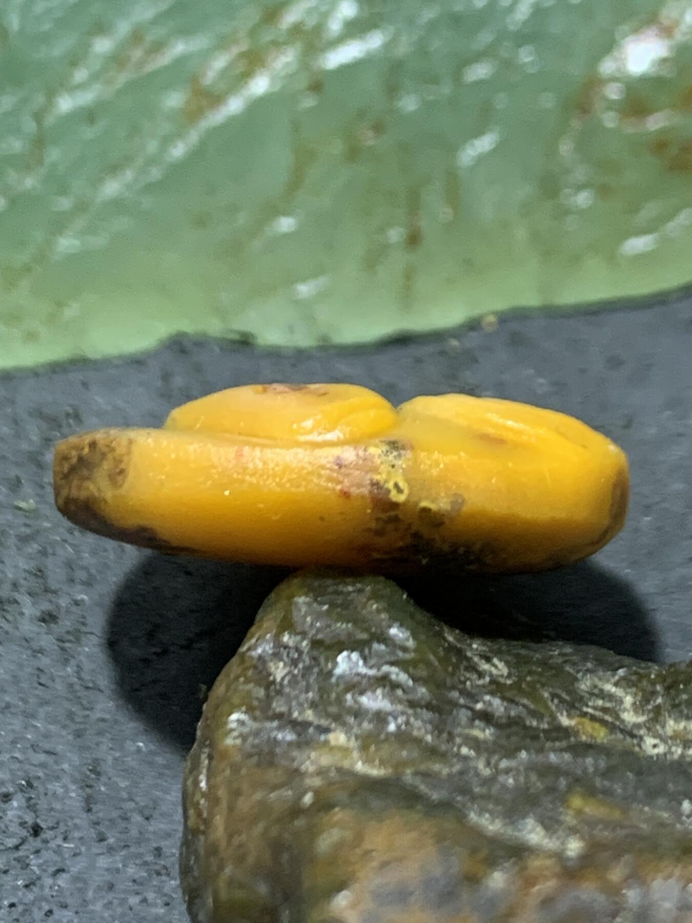 精美亚光草花纹战国红玛瑙手工俏色巧雕金鲤鱼板珠（背云）一个
