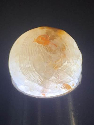 精美冰飘亚光满冰飘糖心战国红玛瑙巧雕喜上眉梢随形珠一个， 精美冰飘亚光满冰飘糖心战国红玛瑙巧雕喜上眉梢随形珠一个，