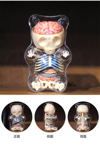 零元拍：4D Master 拼装透视骨骼内脏解剖软糖大熊。高约21厘米 - 零元拍：4D Master 拼装透视骨骼内脏解剖软糖大熊。高约21厘米