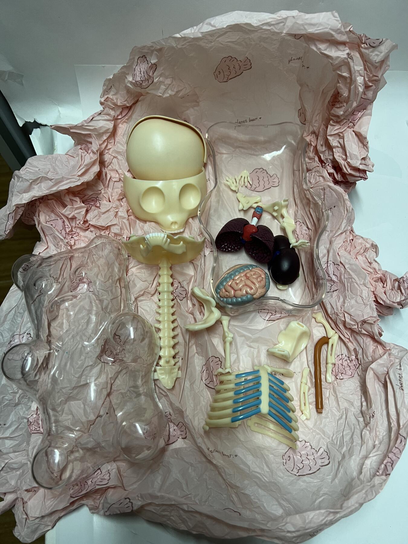 零元拍：4D Master 拼装透视骨骼内脏解剖软糖大熊。高约21厘米