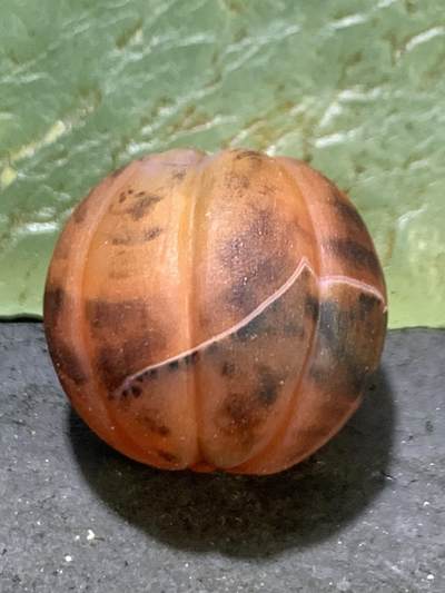 精美亚光缠丝玛瑙雕刻瓜珠一颗， 精美亚光缠丝玛瑙雕刻瓜珠一颗，