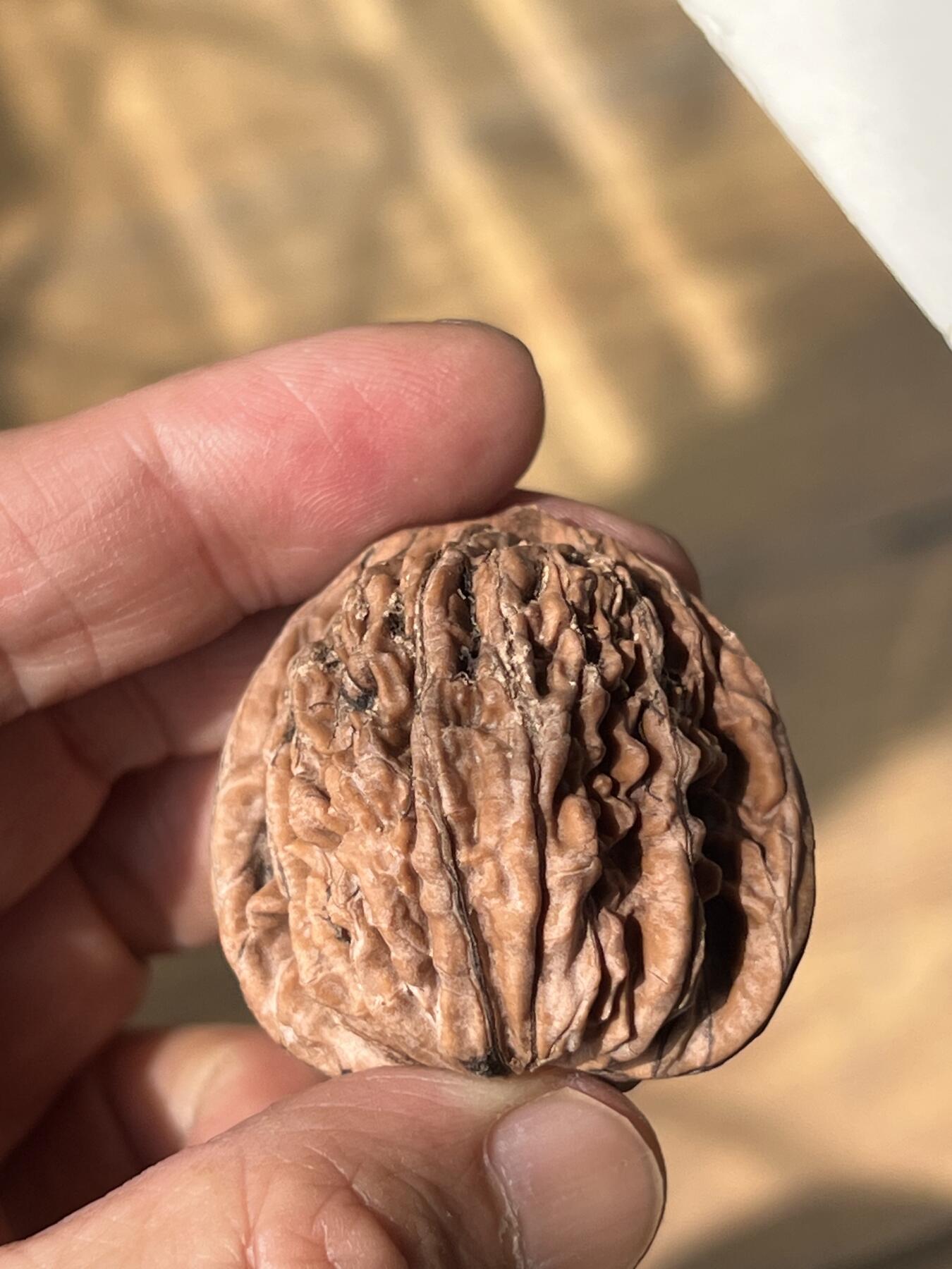 零元拍：自家下树的文玩核桃四座楼狮子头，自家树的果子，六个一起拍，以实物为准。没有做深度清理。