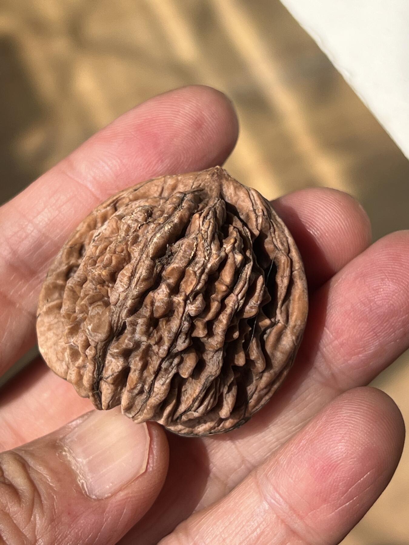 零元拍：自家下树的文玩核桃四座楼狮子头，自家树的果子，六个一起拍，以实物为准。没有做深度清理。