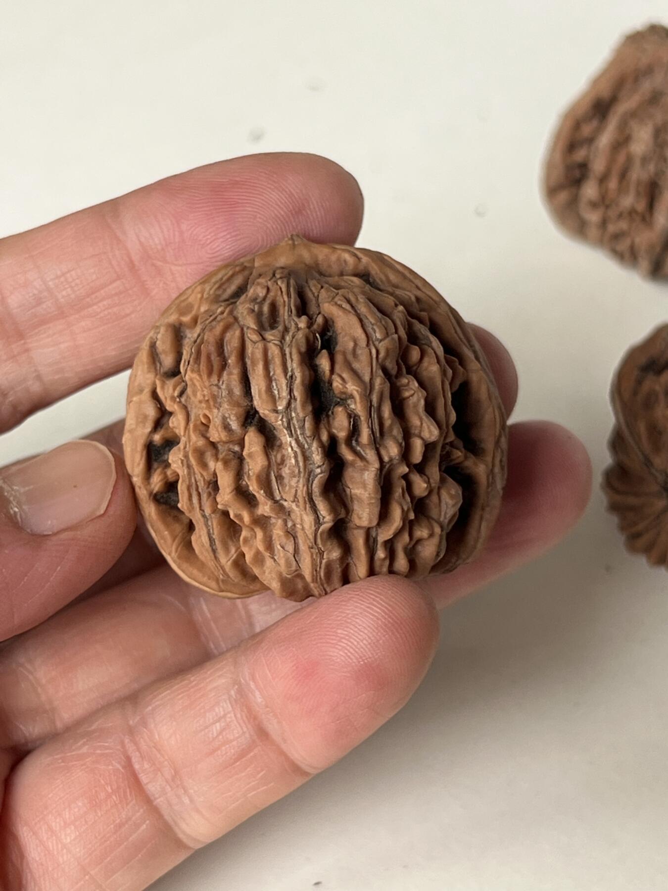 零元拍：自家下树的文玩核桃四座楼狮子头，自家树的果子，六个一起拍，以实物为准。没有做深度清理。
