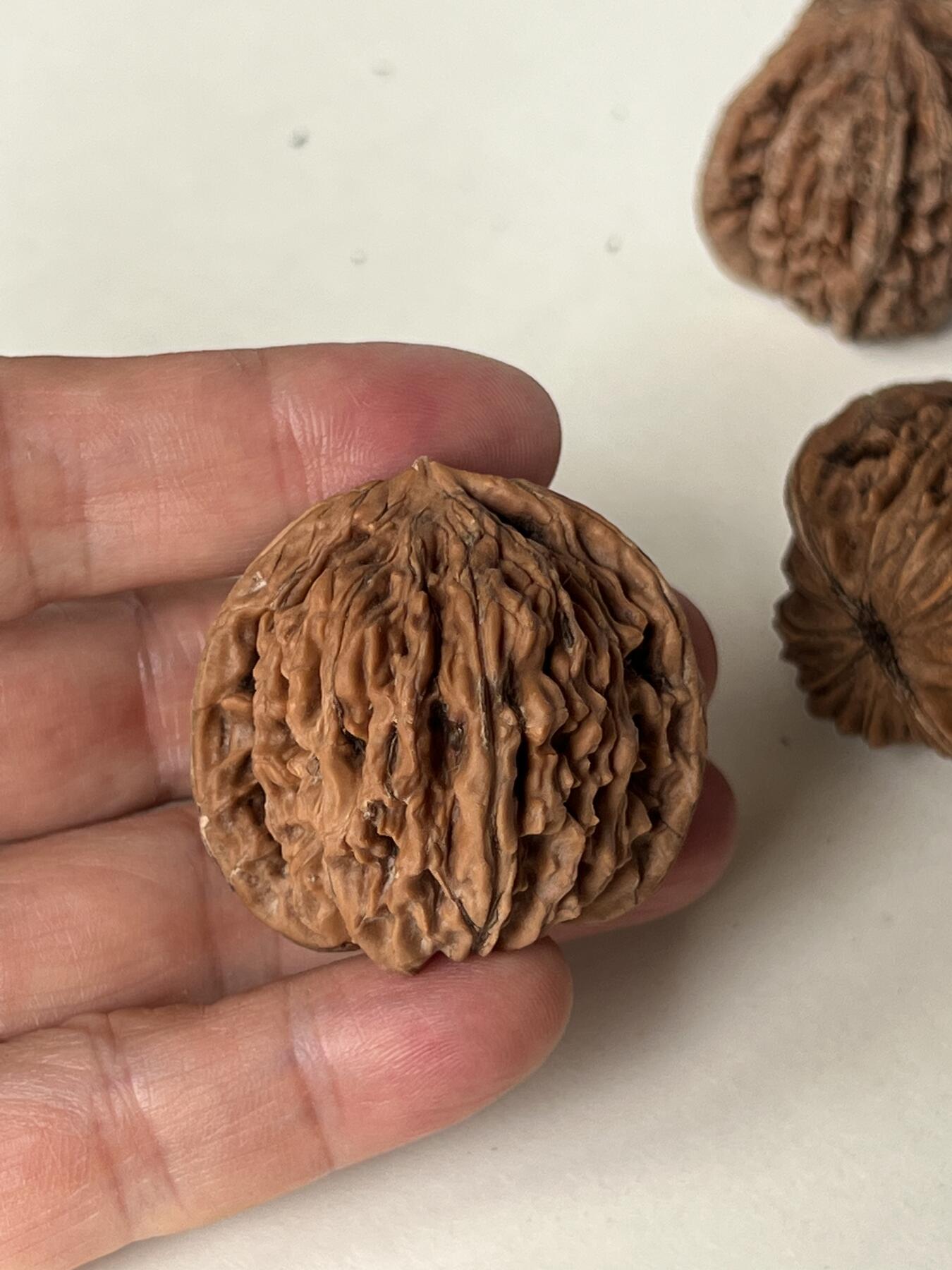 零元拍：自家下树的文玩核桃四座楼狮子头，自家树的果子，六个一起拍，以实物为准。没有做深度清理。