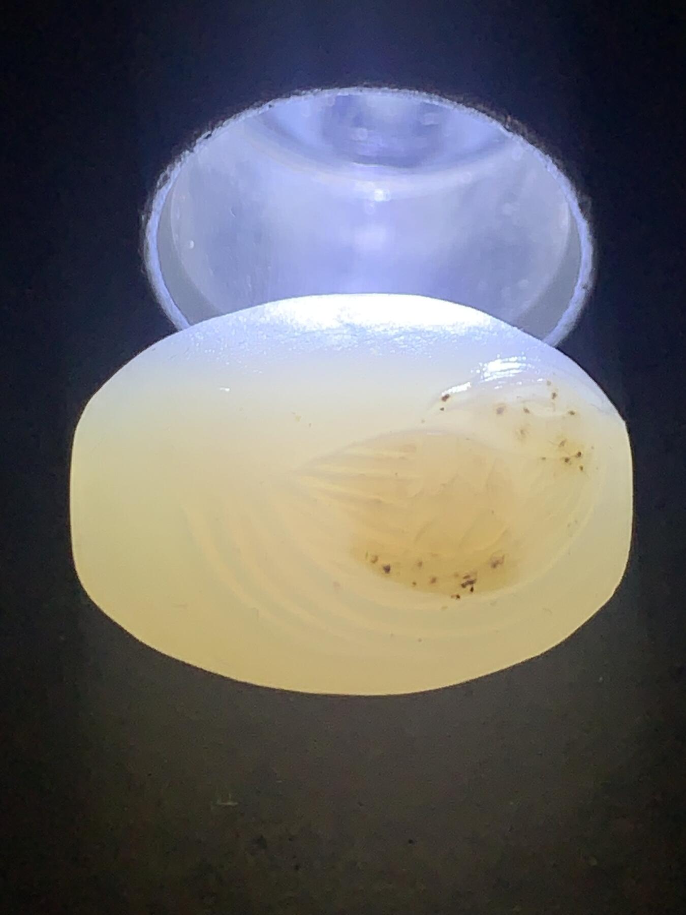 精美亚光高玉化海洋玉髓手工俏色巧雕鸳鸯桶珠一个