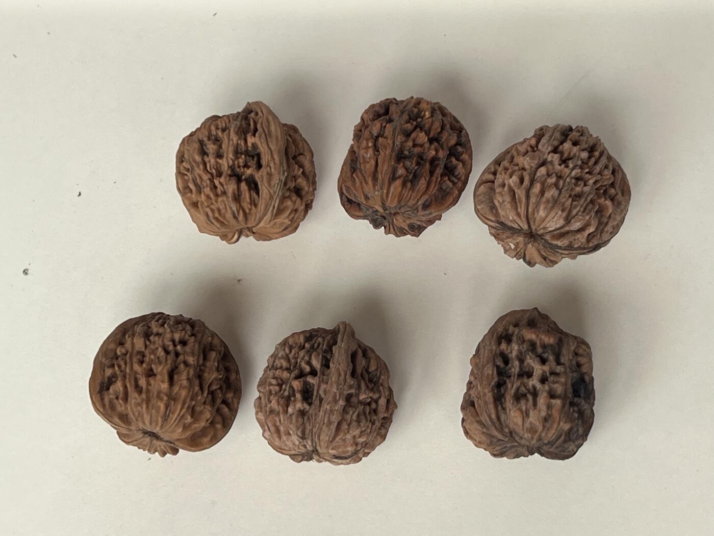 零元拍：自家下树的文玩核桃四座楼狮子头，自家树的果子，六个一起拍，以实物为准。没有做深度清理。