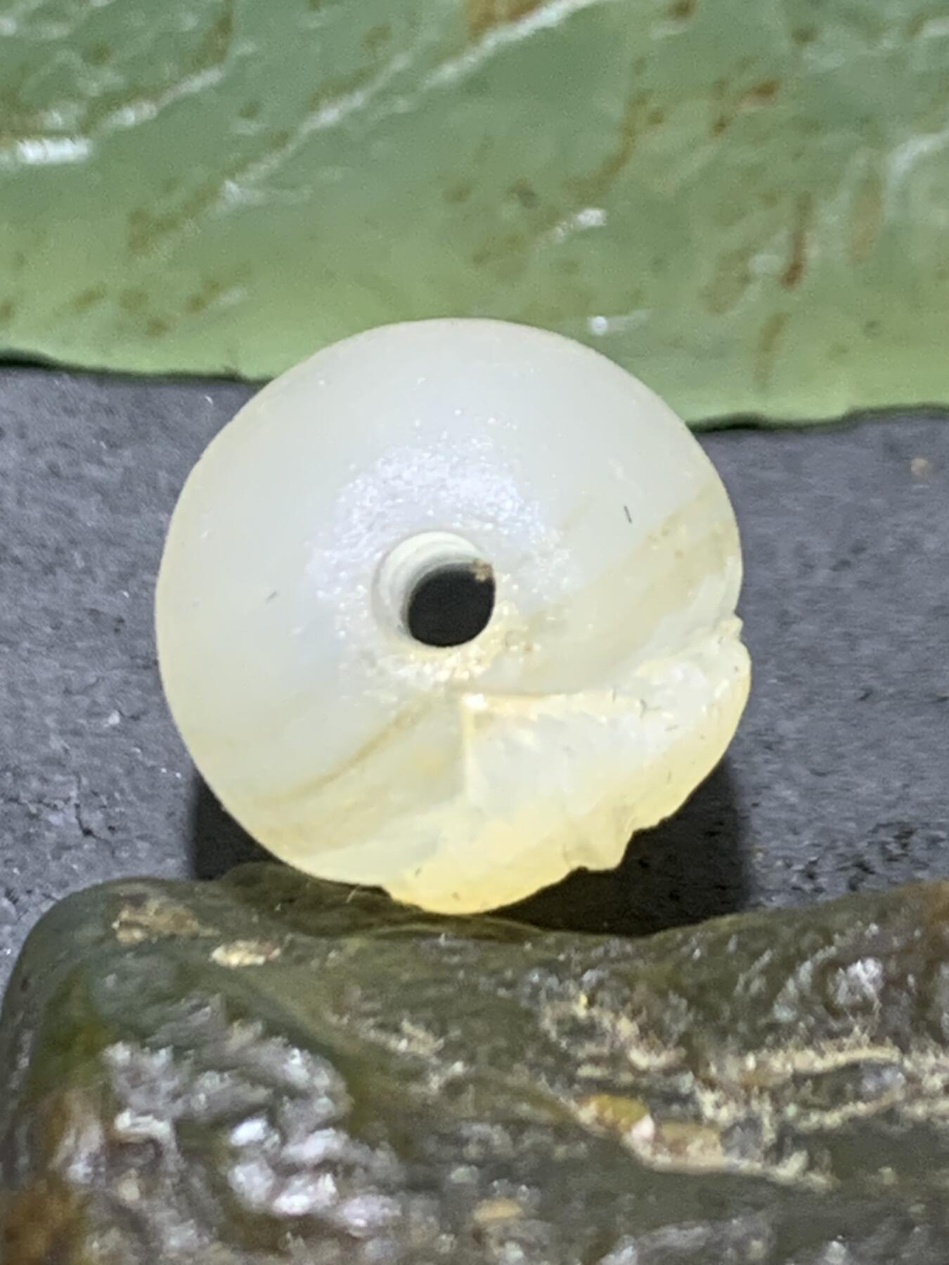精美亚光高玉化海洋玉髓手工俏色巧雕羽毛桶珠一个！