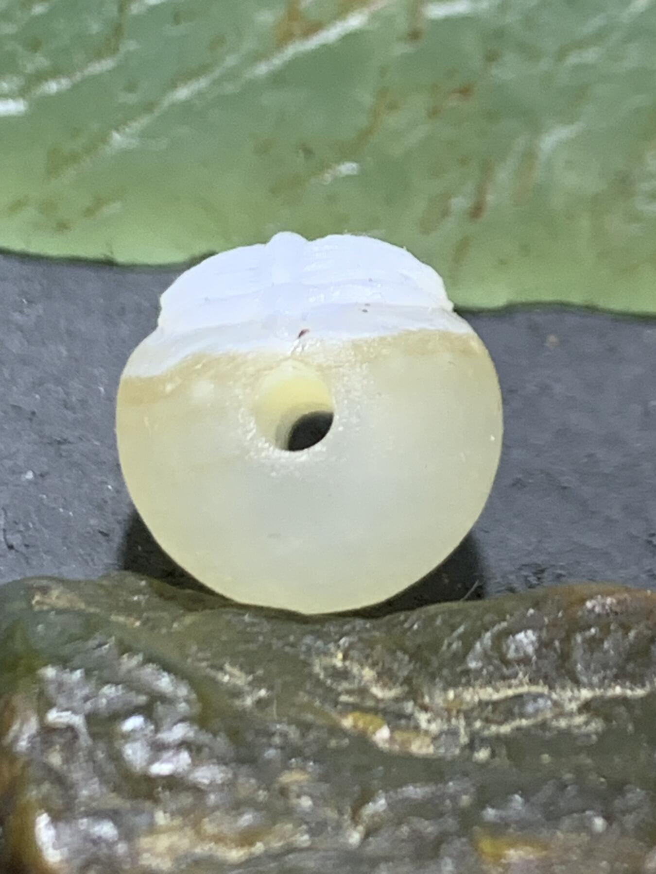 精美亚光高玉化海洋玉髓手工俏色巧雕羽毛桶珠一个！
