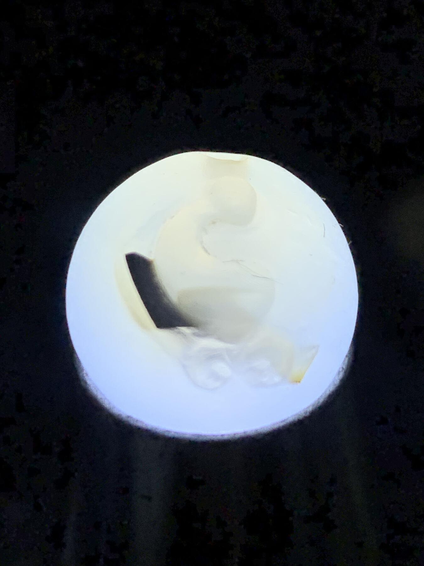 精美亚光高玉化海洋玉髓手工雕刻得道成佛意境圆珠一个