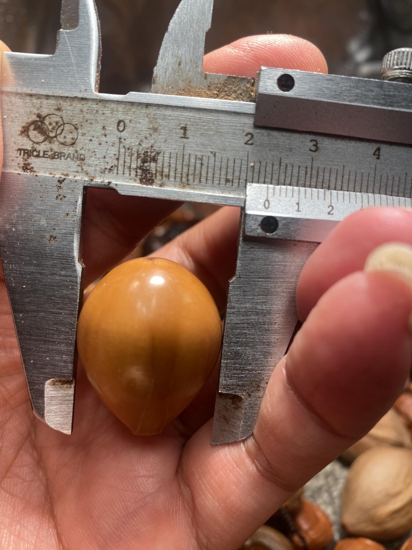 苏工核雕放漏价 福利苏工核雕纯手工三通，核界之天花板级，个性立体非市场通货，尺寸2。36x2.9喜欢的来