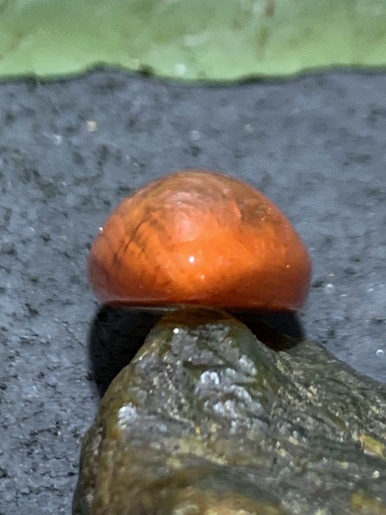 精美冰飘柿子红火焰纹南红玛瑙水滴形戒面一个，