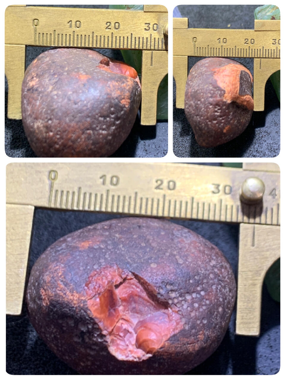 精美开窗铁皮南红玛瑙原石一颗，