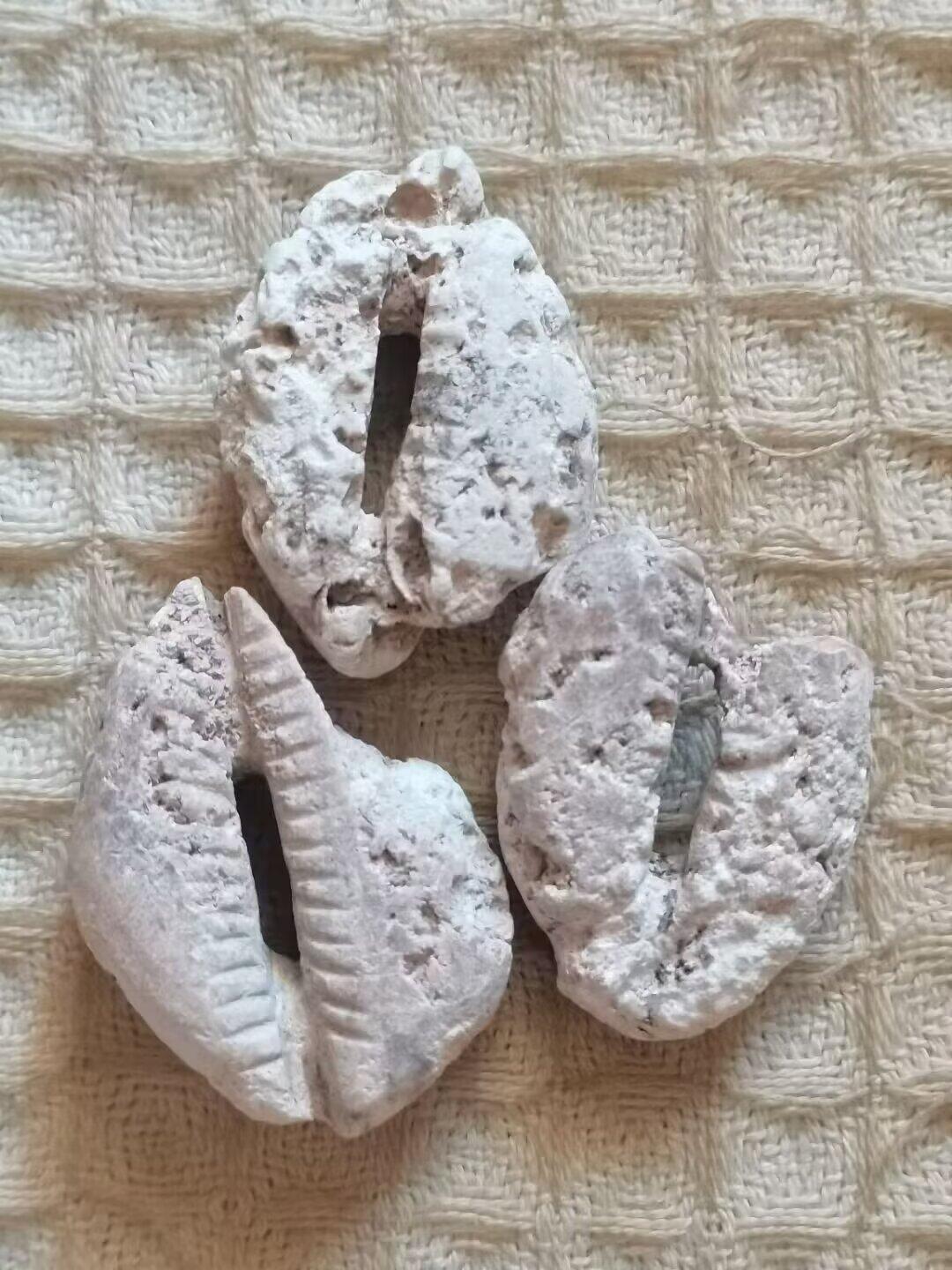 老残玉贝标本一组