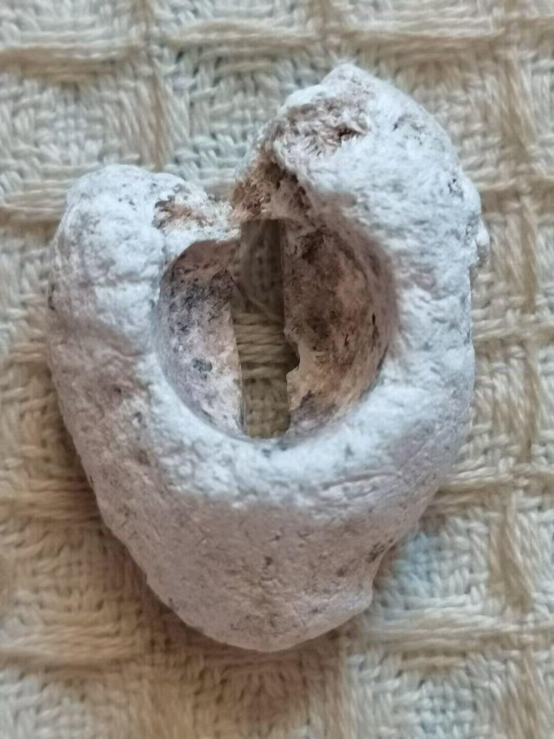 老残玉贝标本一组