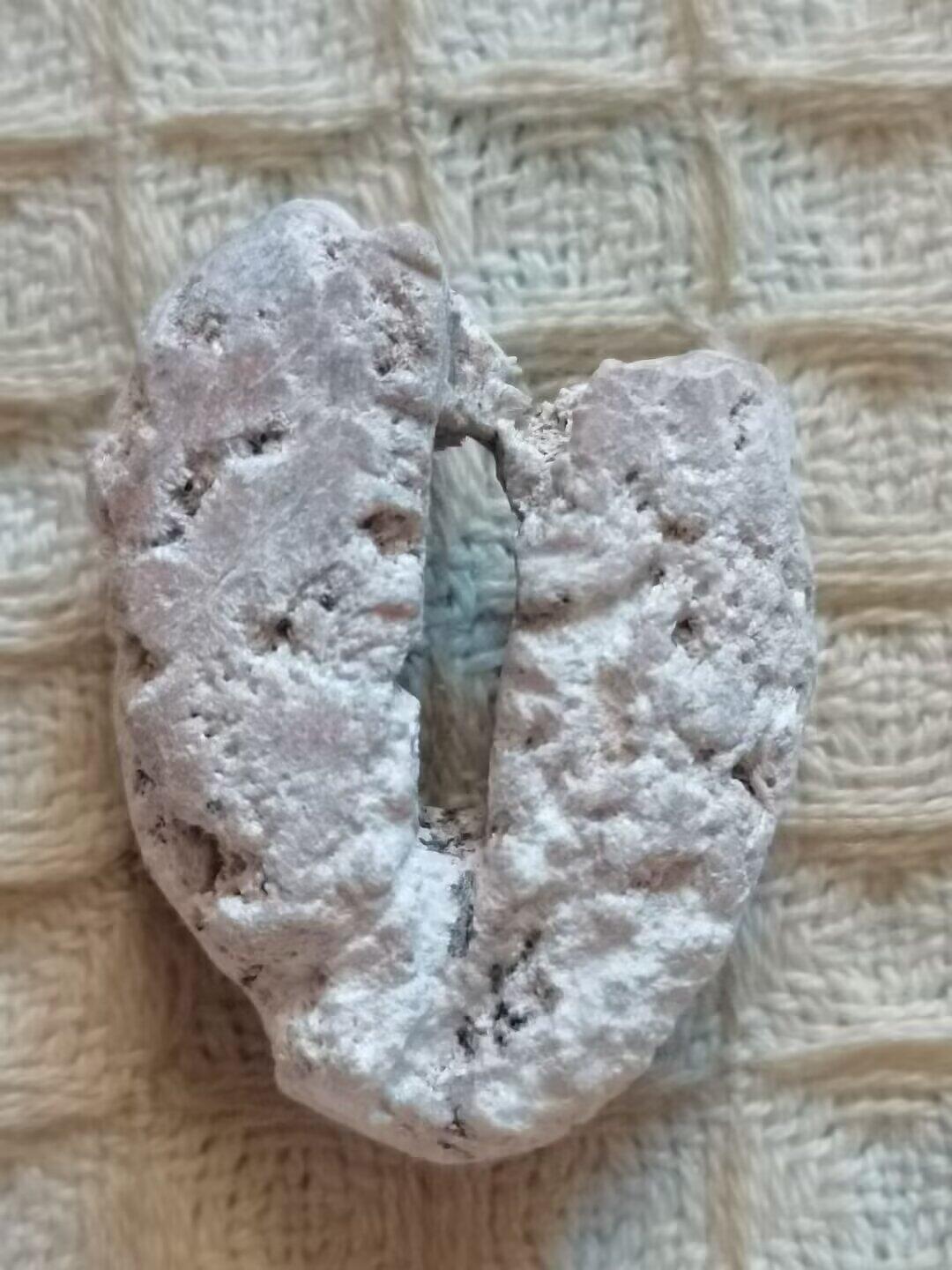 老残玉贝标本一组