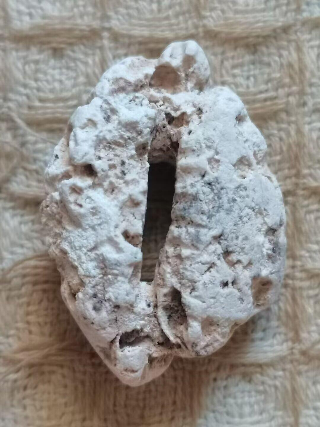 老残玉贝标本一组