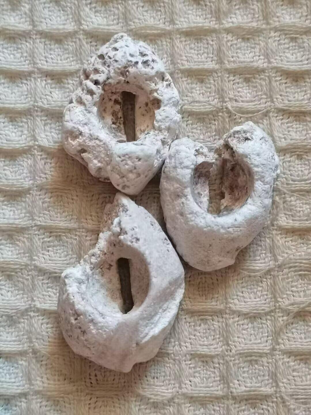 老残玉贝标本一组