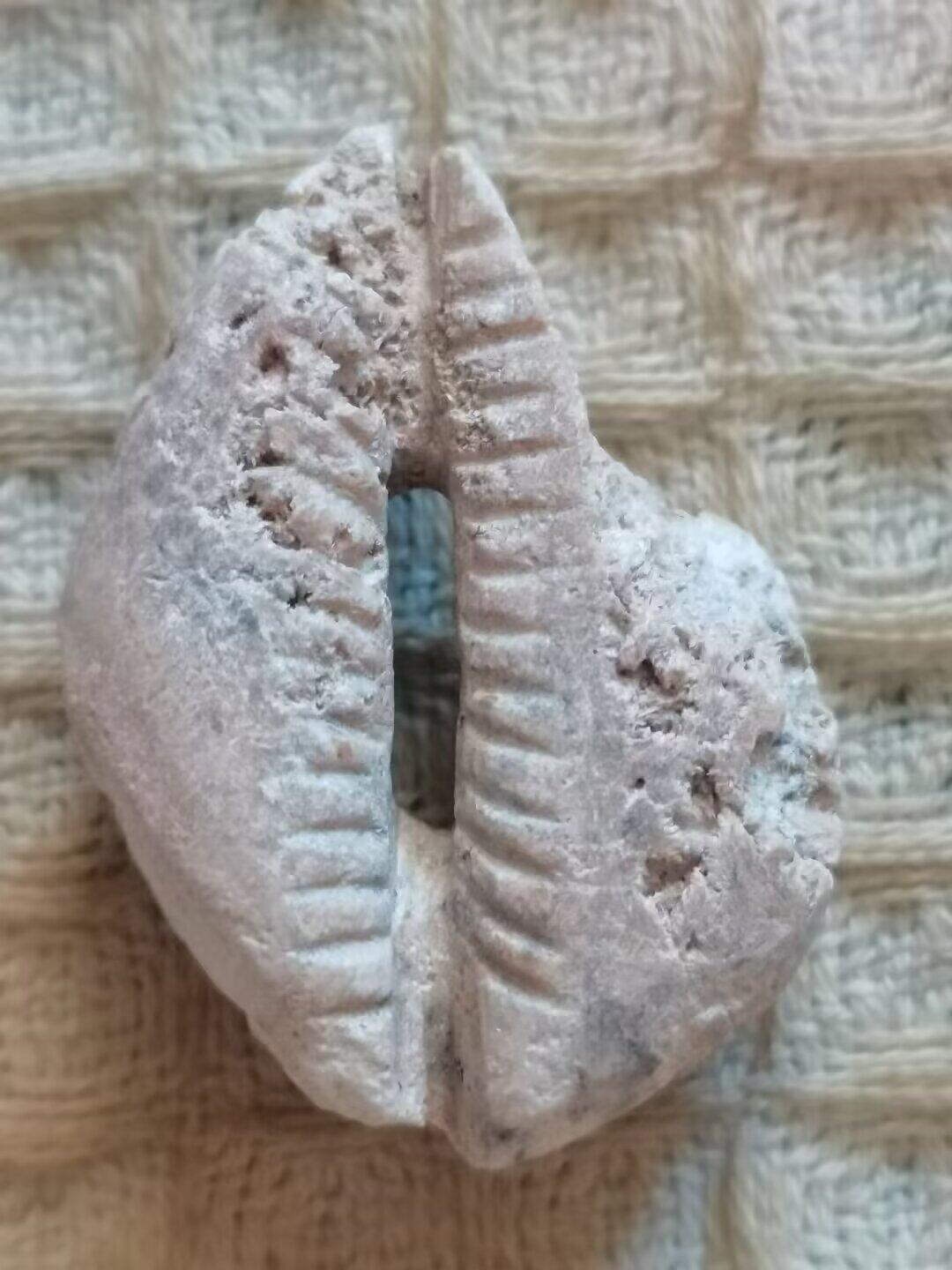 老残玉贝标本一组