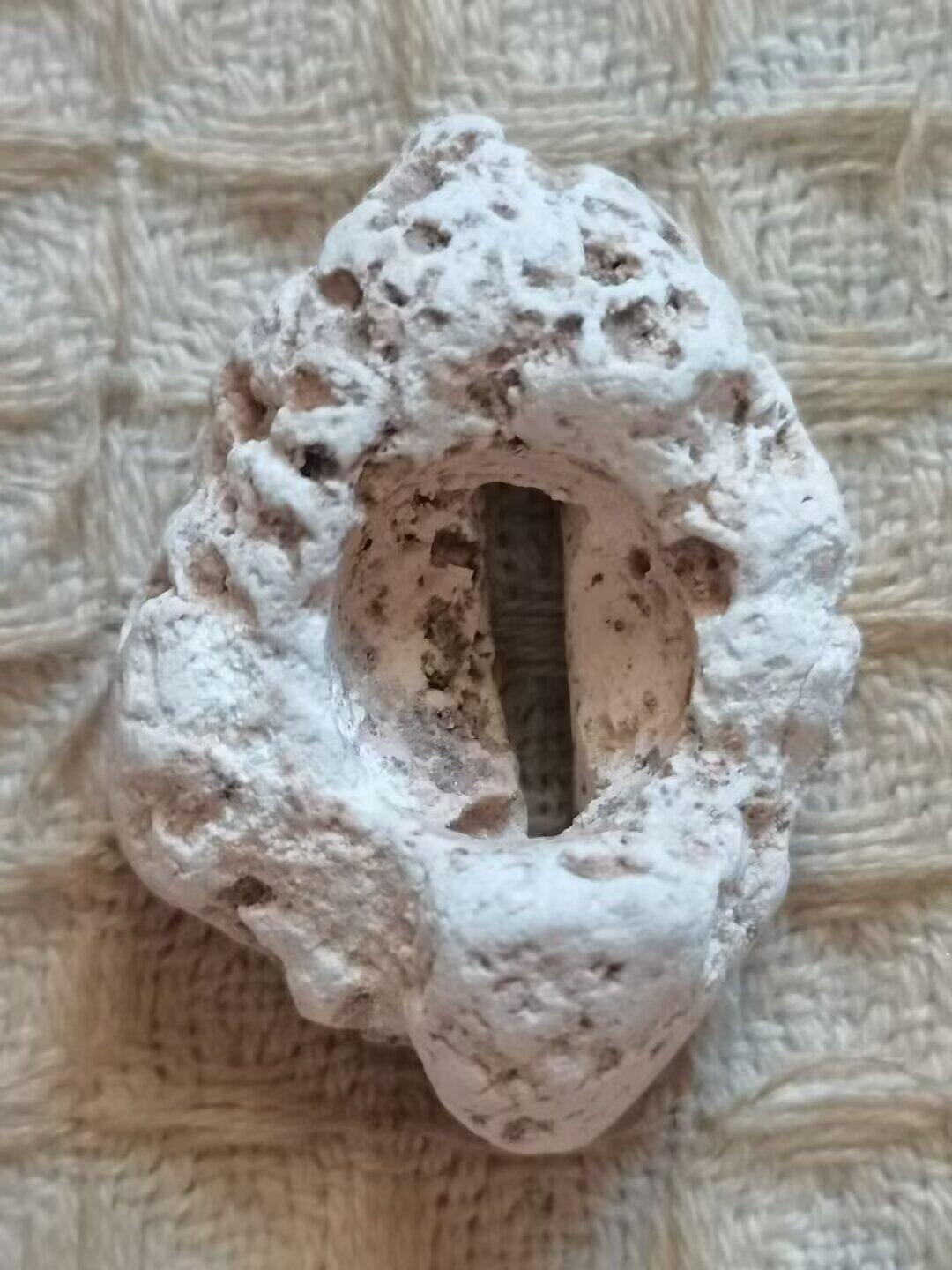 老残玉贝标本一组