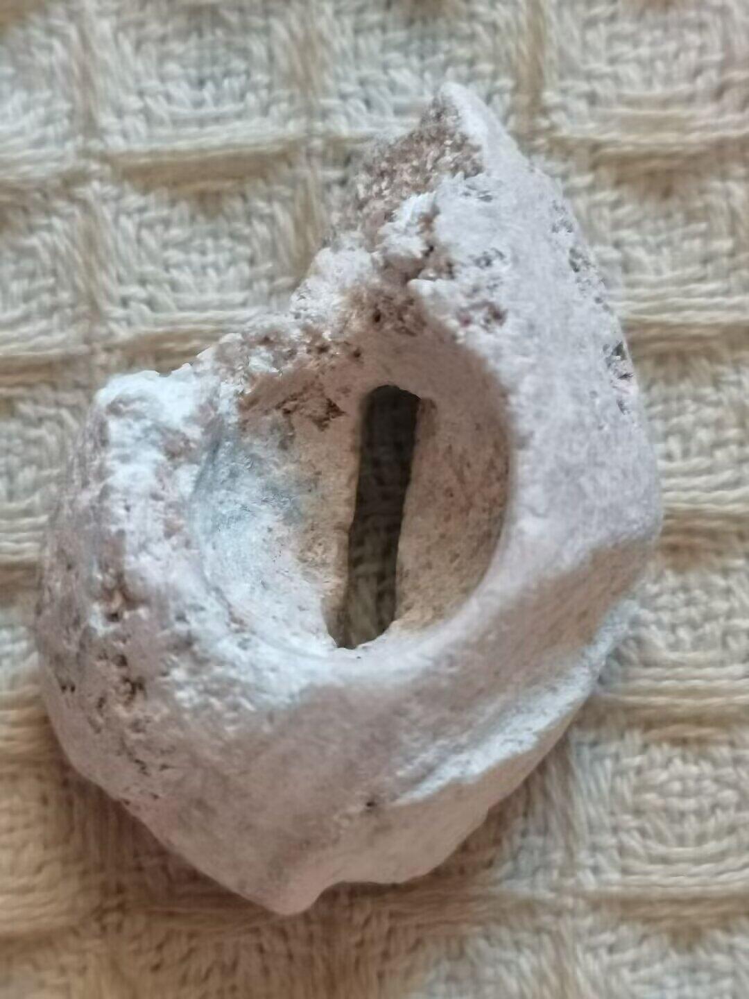 老残玉贝标本一组