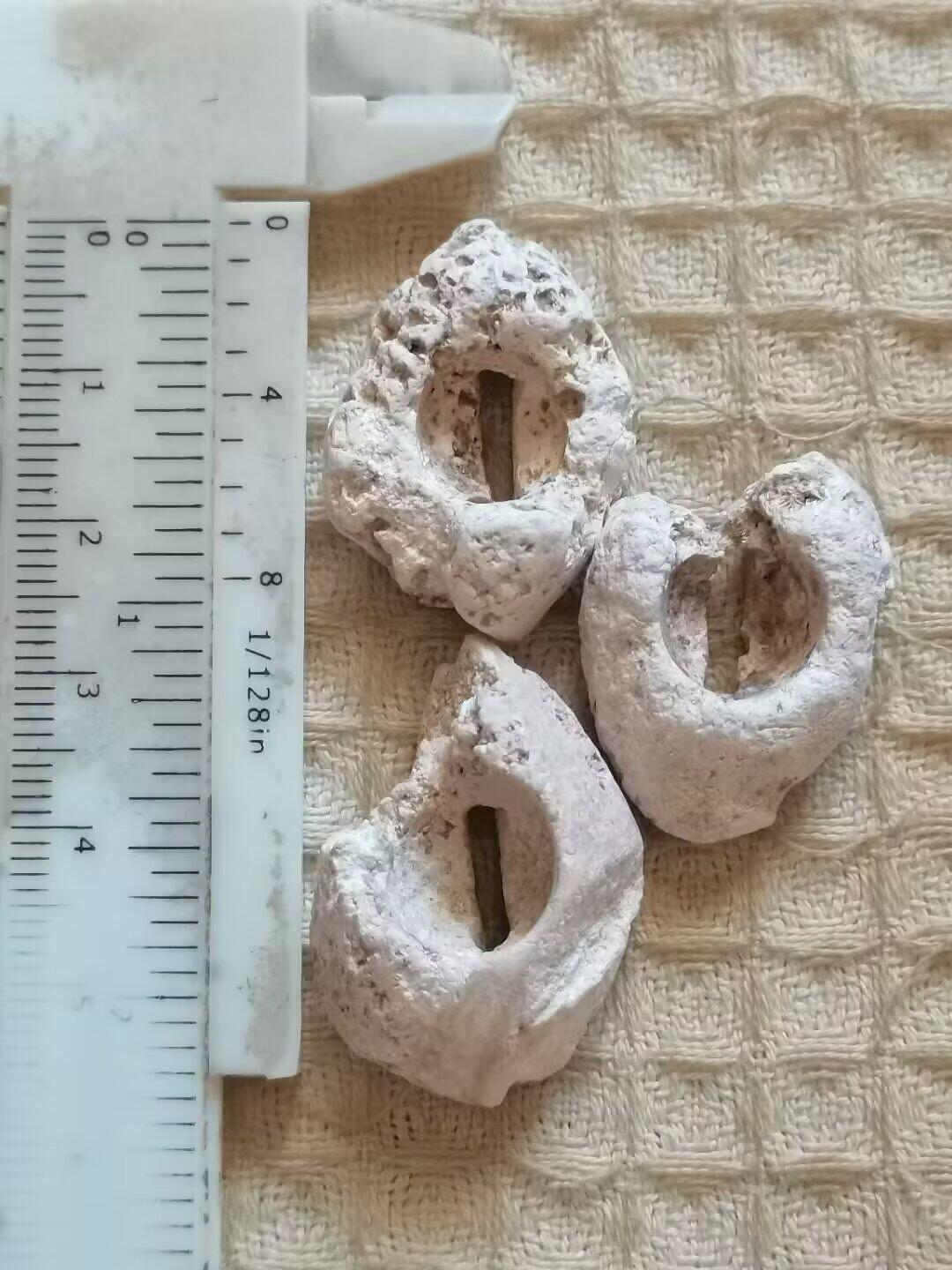 老残玉贝标本一组