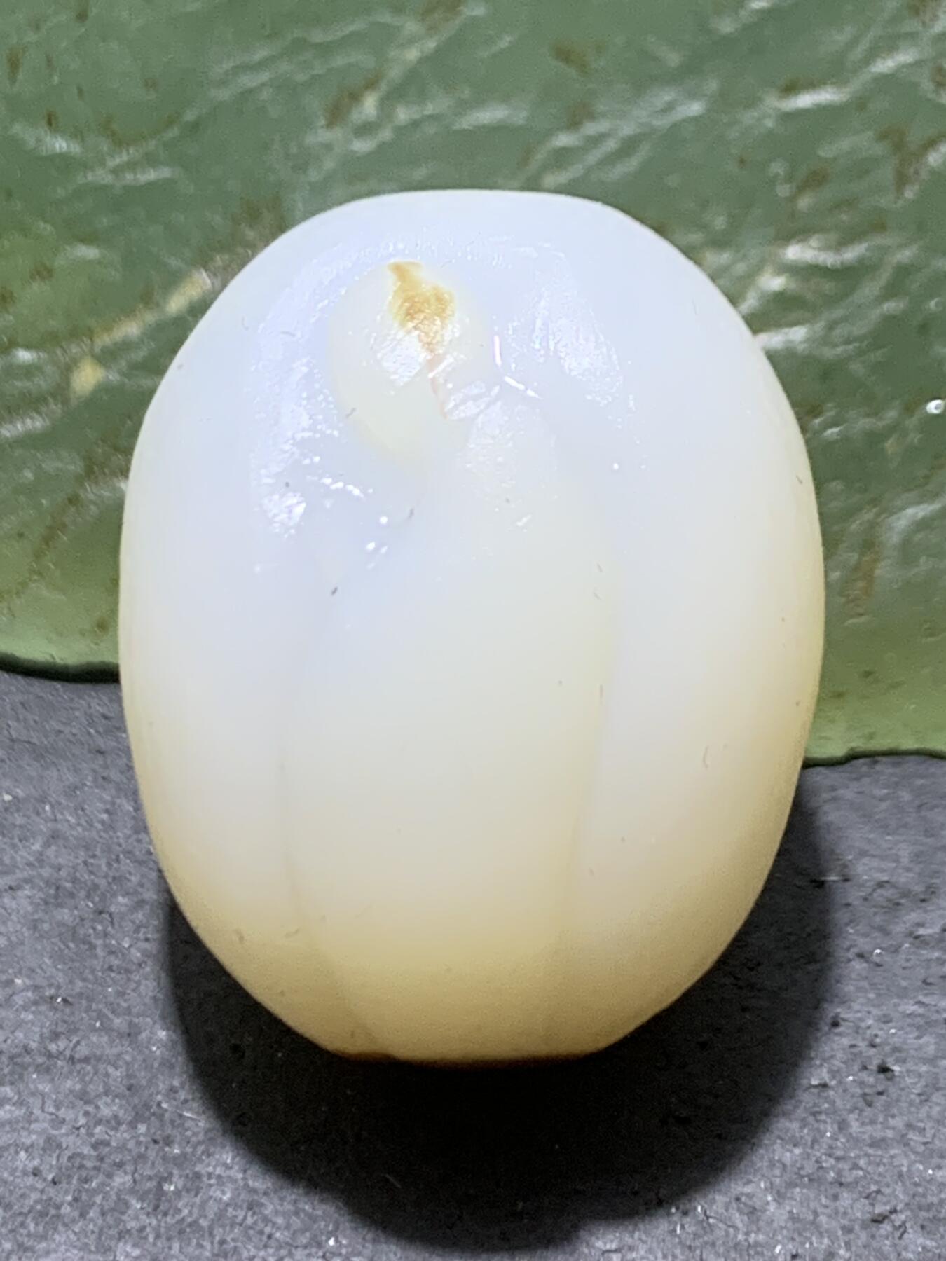 精美亚光高玉化海洋玉髓手工俏色巧雕无相佛桶珠一个！