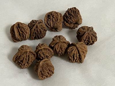 零元拍：自家下树的文玩核桃四座楼狮子头，自家树的果子，10个一起拍，以实物为准。没有做深度清理。 - 零元拍：自家下树的文玩核桃四座楼狮子头，自家树的果子，10个一起拍，以实物为准。没有做深度清理。